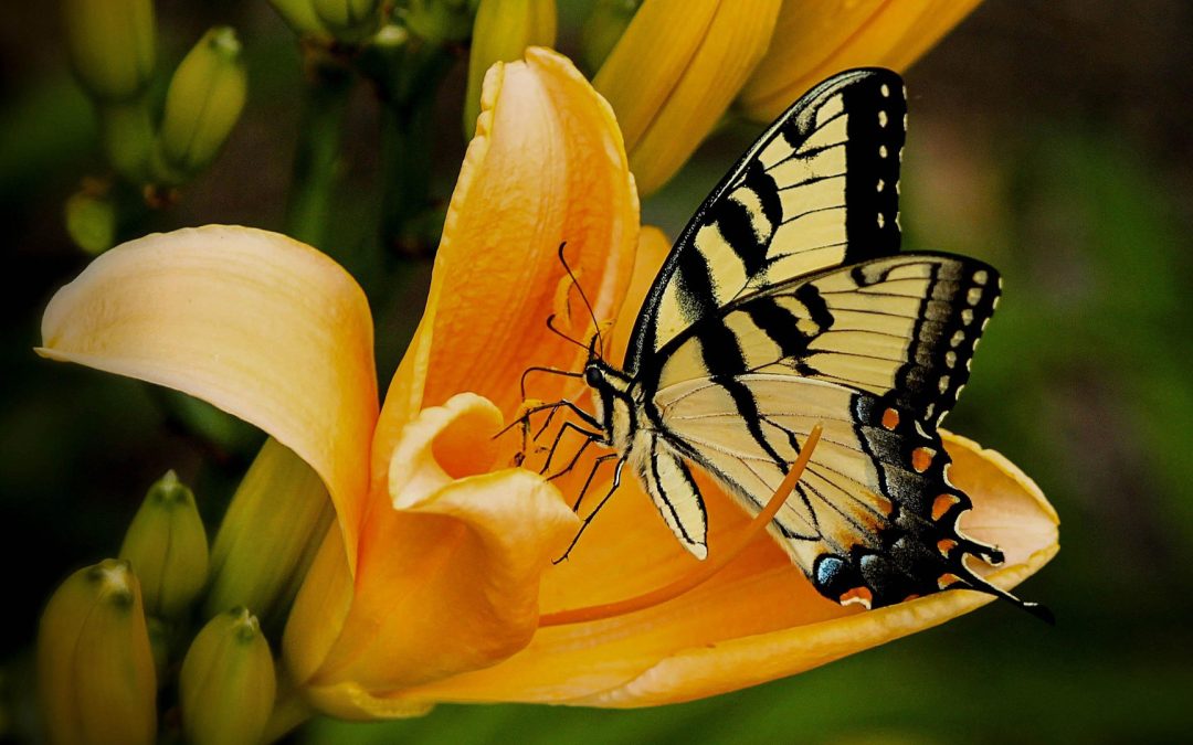 a butterfly on a flower