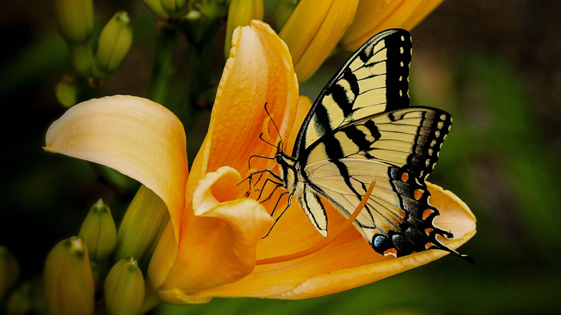 a butterfly on a flower