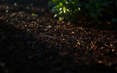 Mulch Madness: How to Mulch Your Beds for a Winning Look