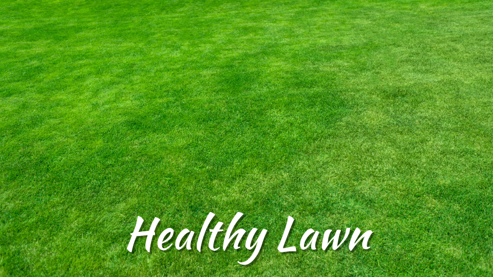 Green grass to show the benefit of healthy summer lawncare