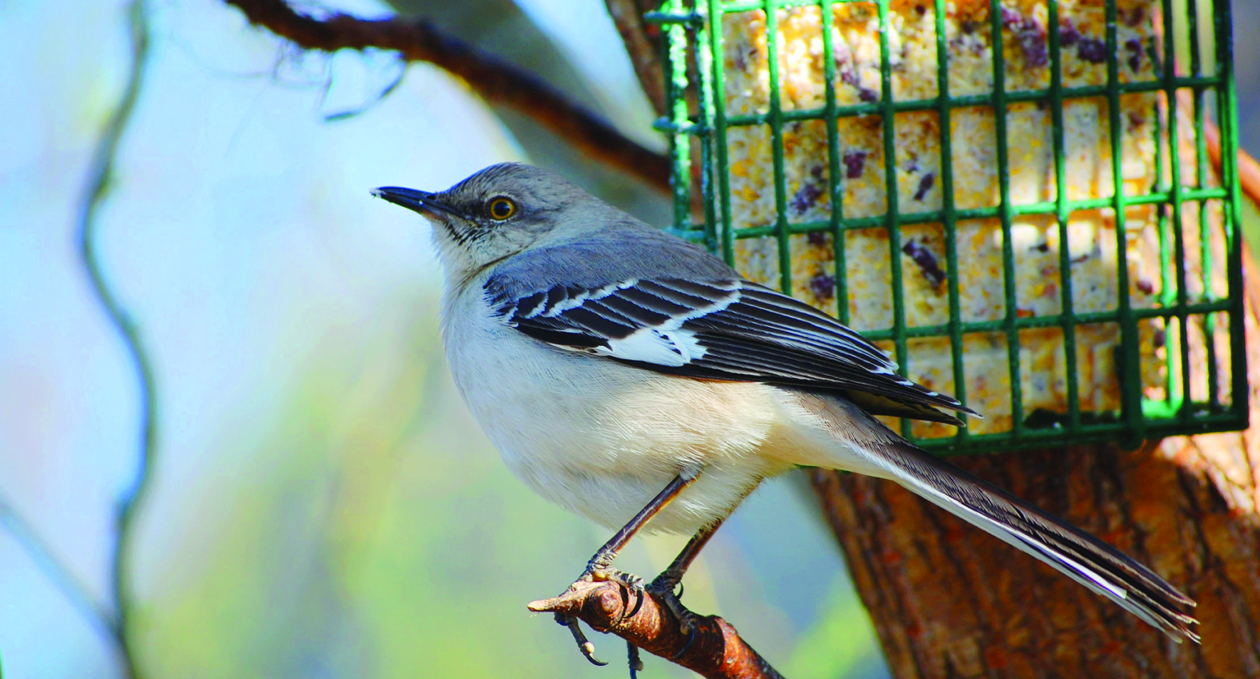 National Bird Feeding Month