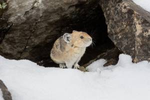 Winter pest proofing