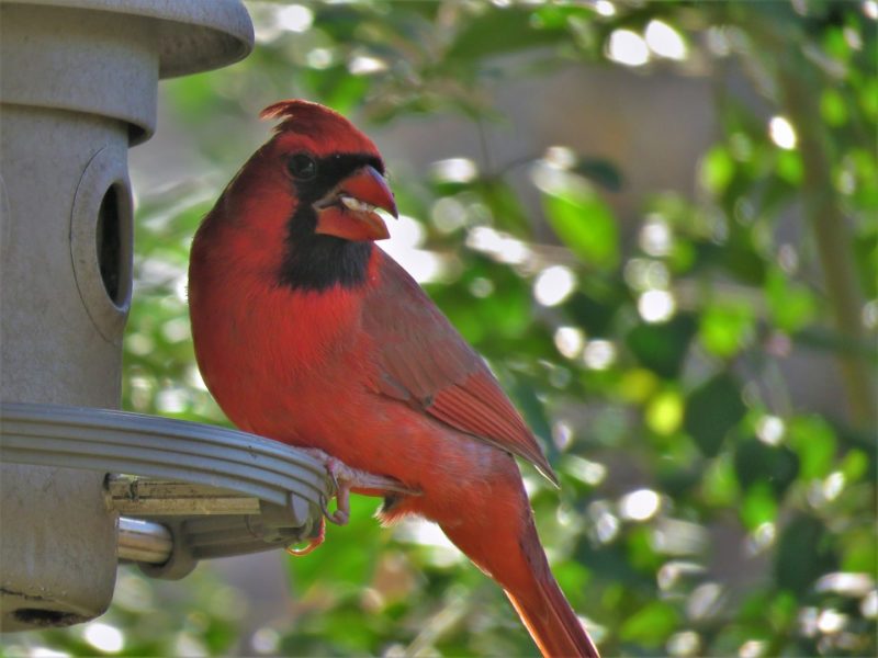 Help your feathered friends this winter by turning your yard into a bird sanctuary