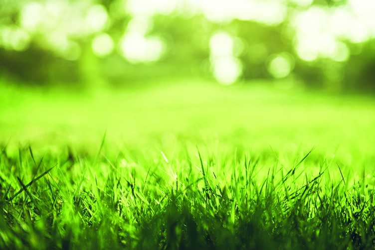 Spring and nature background concept, Close up green grass field with blurred park background and sunlight.