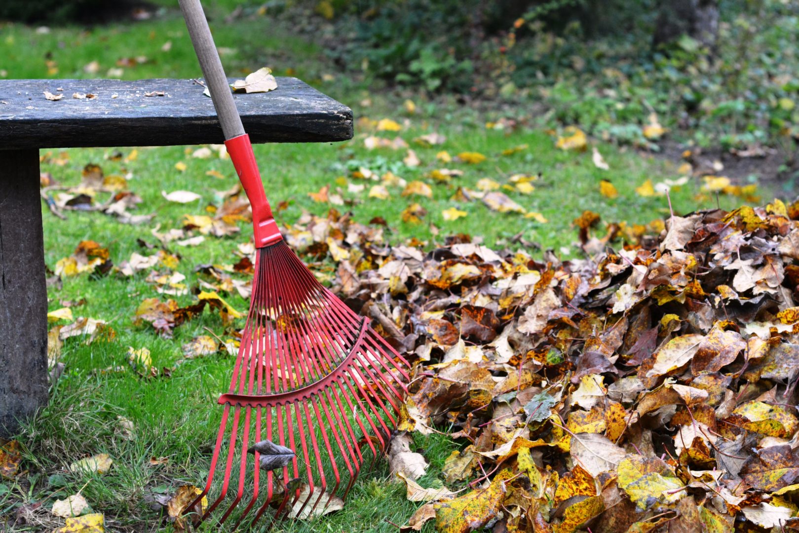 Rake leaves: first step to prep your lawn this fall