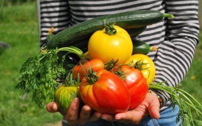 How to Start a Backyard Vegetable Garden